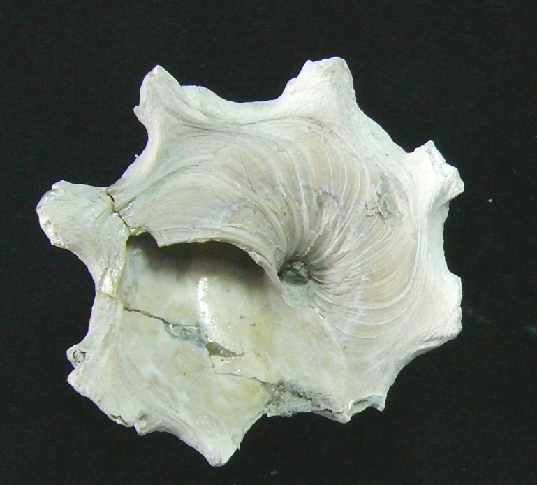 Stellaria testigera (Bronn, 1831) Pliocene Rio Torsero